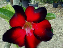 (image for) Adenium Obesum 'Black Emperor' x 5 Seeds - Click Image to Close